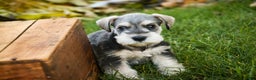 Miniature Schnauzer dogs for sale: Nicholas - Ad 3