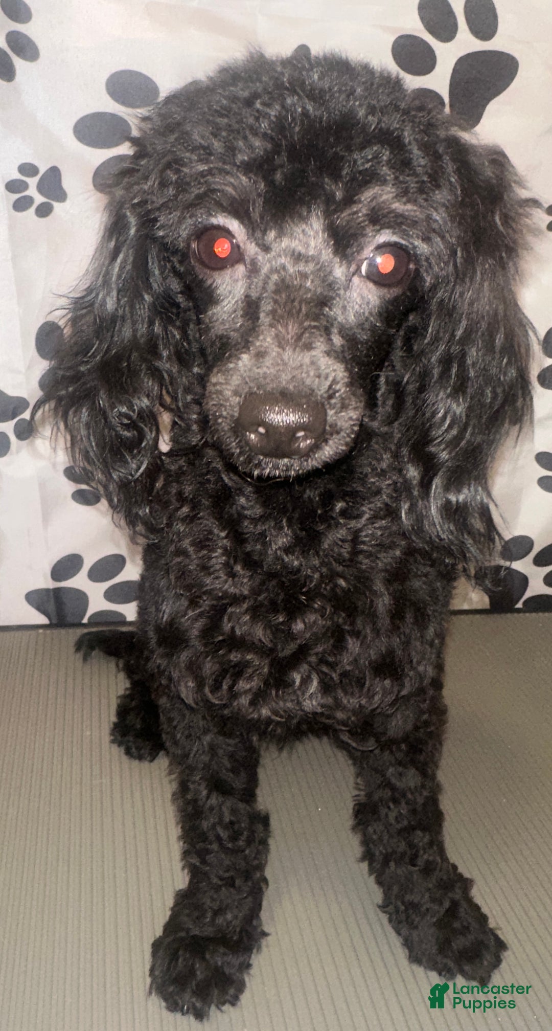 Toy Poodle dogs for sale: AKC Blaze  - Ad 2