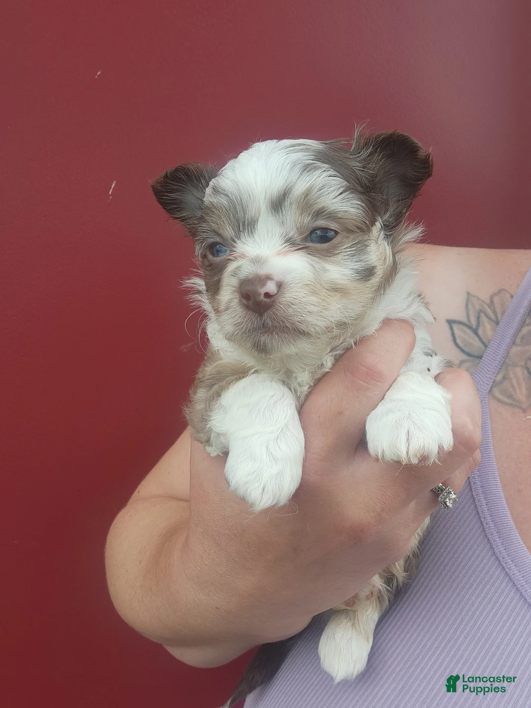 Chihuahua dogs for sale: Oakley - Ad 1