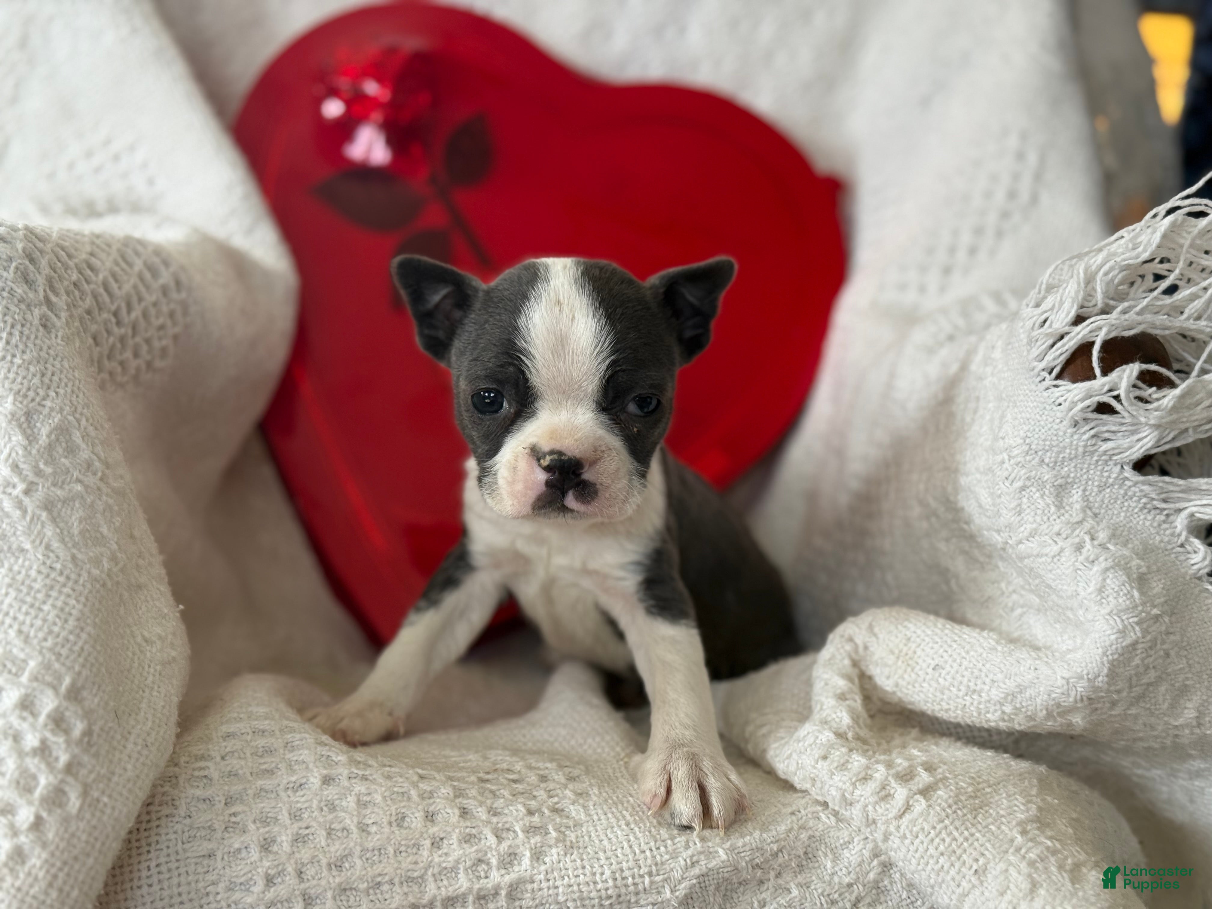 Boston Terrier dogs Robbie - Ad 2