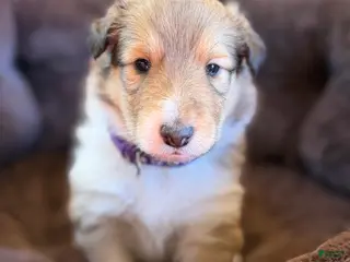 Collie dogs Jolene - Ad 1