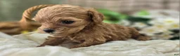 Cockapoo dogs for sale: Girdle - Ad 24