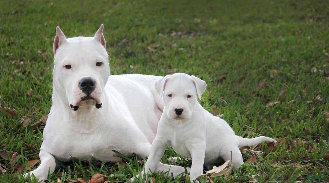 Dogo Argentino dogs for sale: Venum - Ad 8