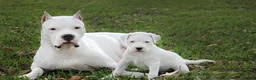 Dogo Argentino dogs for sale: Venum - Ad 8