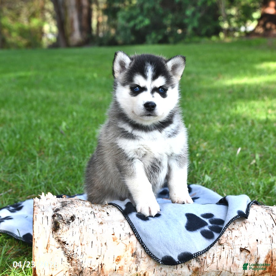 Pomsky dogs Rocket - Ad 2