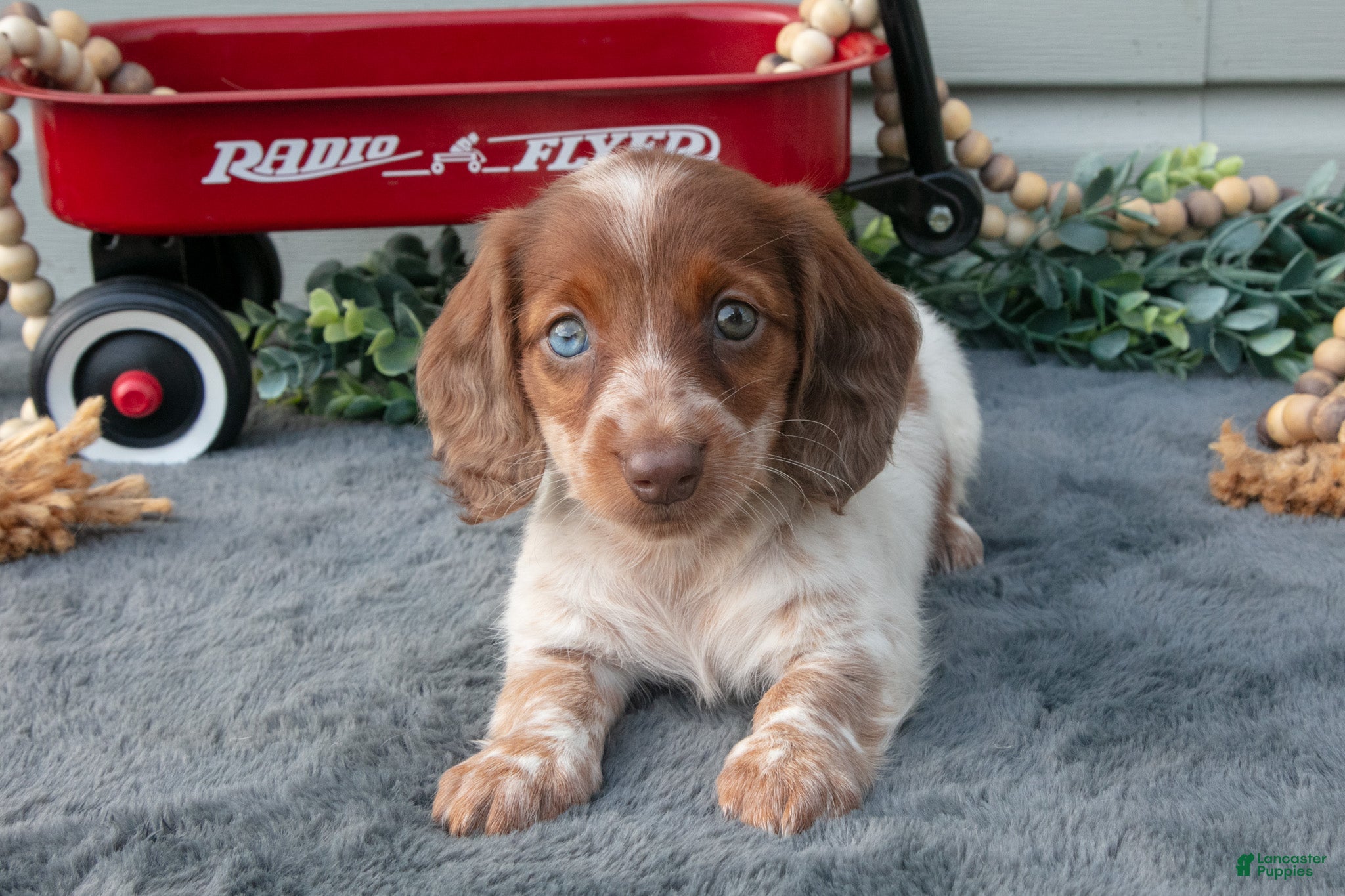 Miniature Dachshund dogs Madison - Ad 2