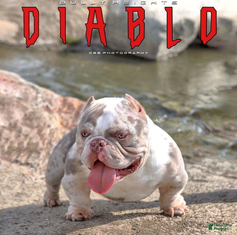 American Bully dogs Diablo - Ad 9