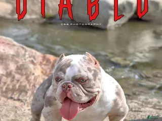 American Bully dogs Diablo - Ad 9