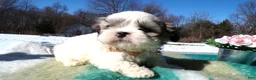 Shih Tzu dogs for sale: Shih Tzu Puppy 3 Luis - Ad 3