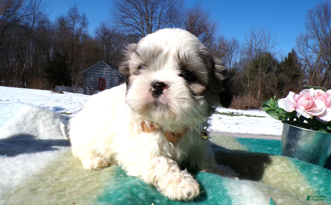 Shih Tzu dogs for sale: Shih Tzu Puppy 3 Luis - Ad 3