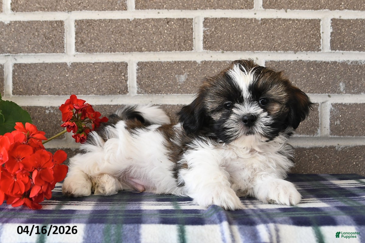 Shih Tzu dogs Teddy - Ad 2