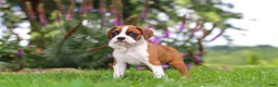 Boxer dogs for sale: Sophie - Ad 6
