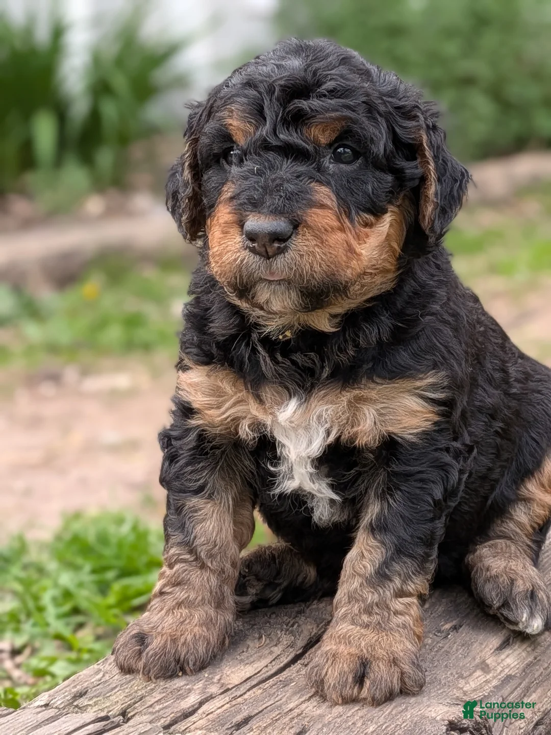 Mixed Breed dogs for sale: Snickers - Ad 2