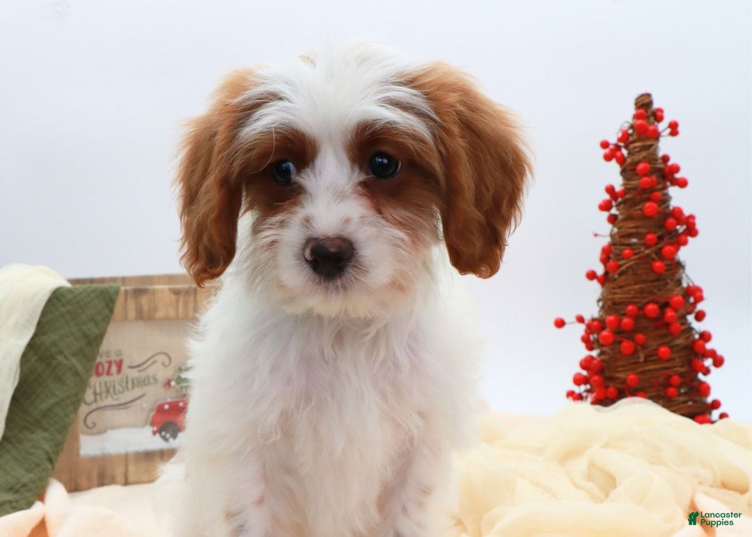 Cavapoo dogs for sale: Finn - Ad 8