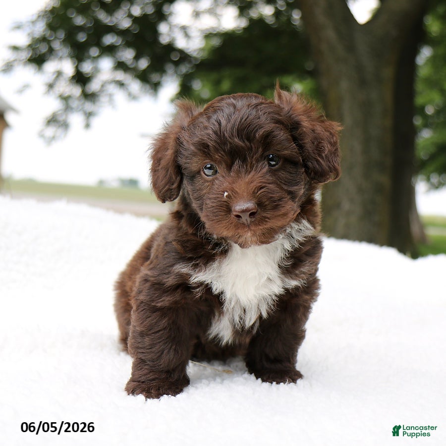 Mini Aussiedoodle dogs Ace - Ad 2
