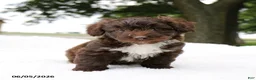Mini Aussiedoodle dogs for sale: Ace - Ad 2