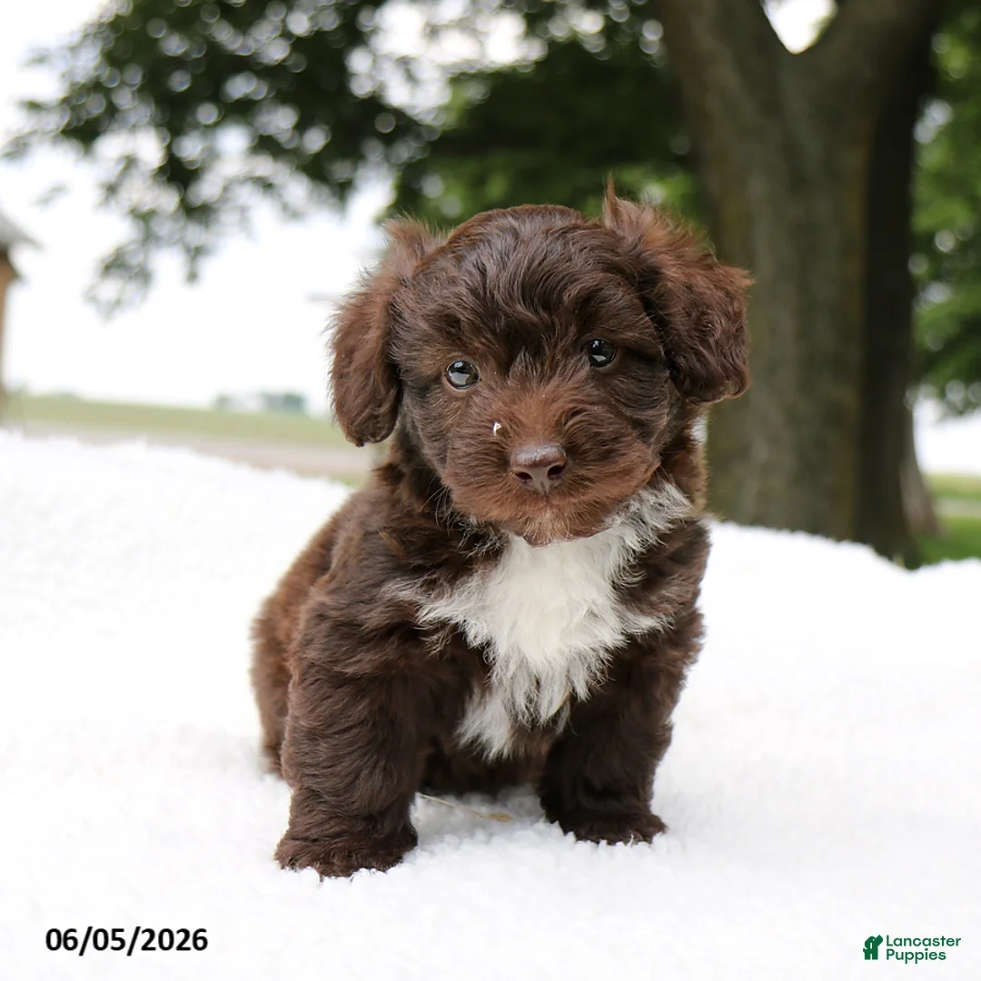 Mini Aussiedoodle dogs for sale: Ace - Ad 2