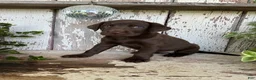 Labrador Retriever dogs for sale: Fiona  - Ad 4