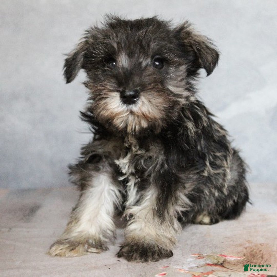 Miniature Schnauzer dogs for sale: River - Ad 1