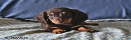 Miniature Dachshund dogs for sale: Echo - Ad 3