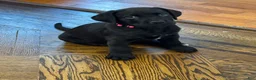 Mixed Breed dogs for sale: Dark Pink collar - Ad 8