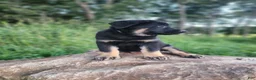 German Shepherd dogs for sale:  Tar - Ad 11