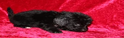 Doxiepoo dogs for sale: Doxiepoo Chase - Ad 4