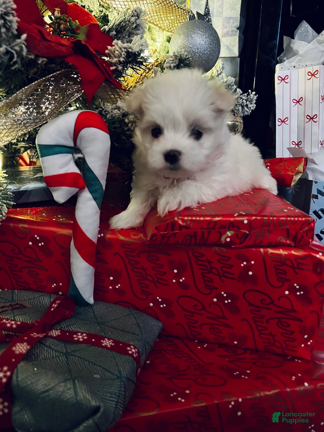 Maltese dogs for sale: Candycane - Ad 5