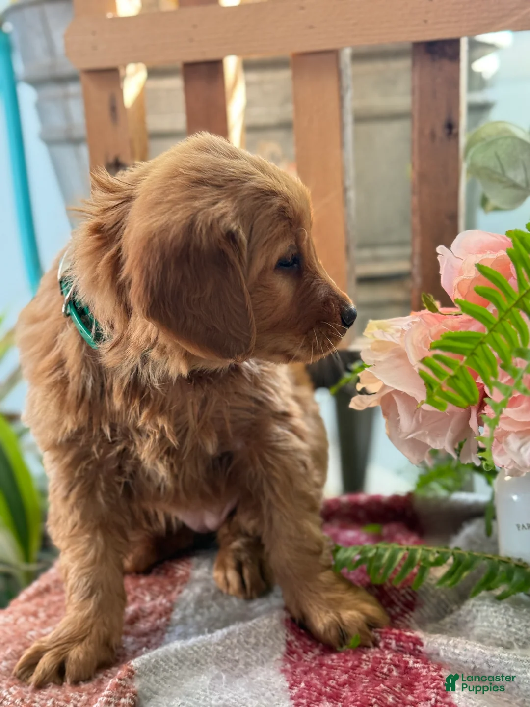 Golden Retriever dogs for sale: Rose - Ad 9