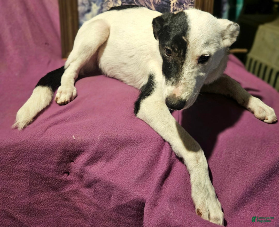 Border Collie dogs for sale: Dreami (Runt) - Ad 58