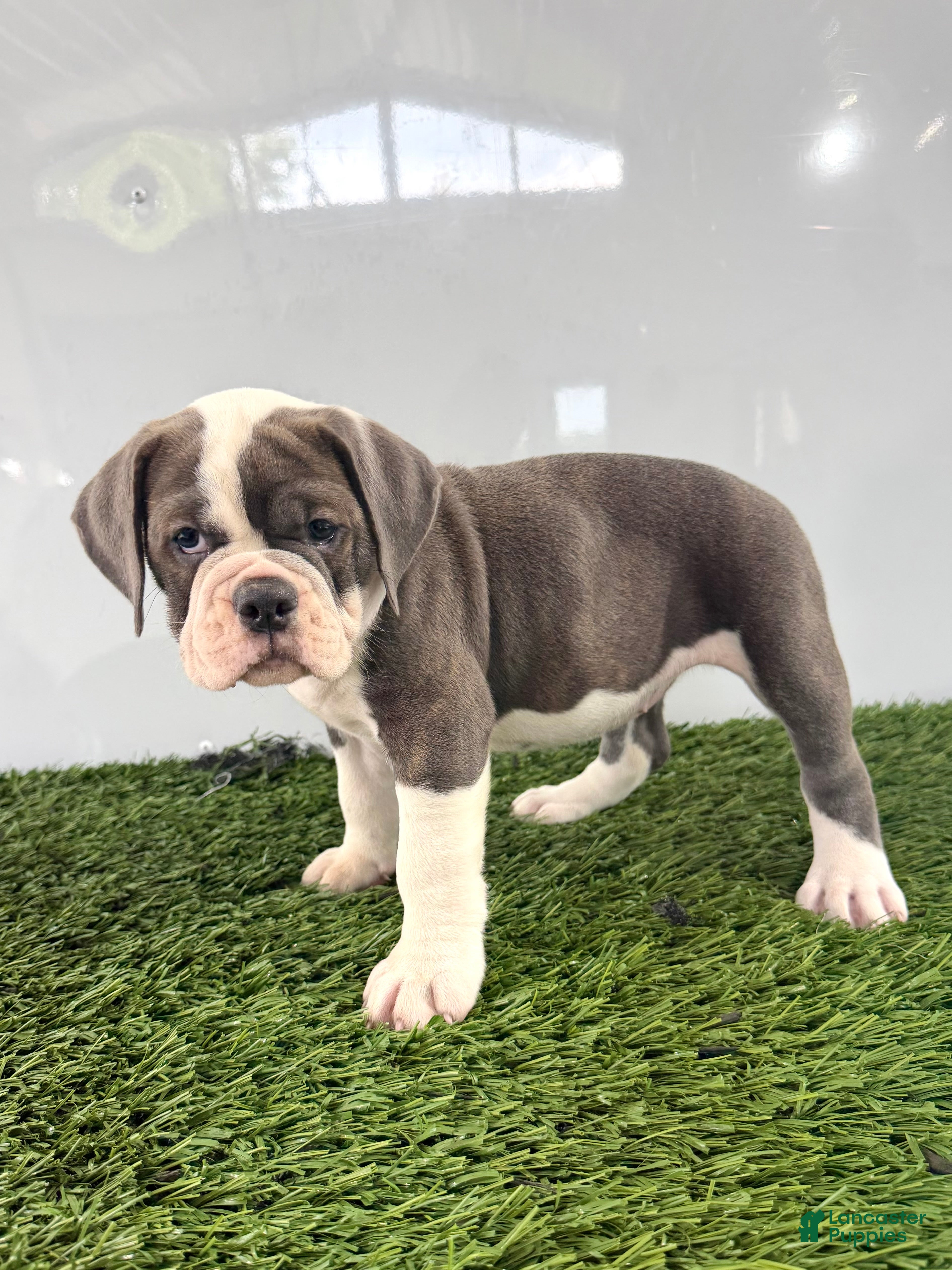 Olde English Bulldogge dogs Leah - Ad 2