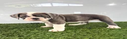 Olde English Bulldogge dogs for sale: Leah - Ad 2