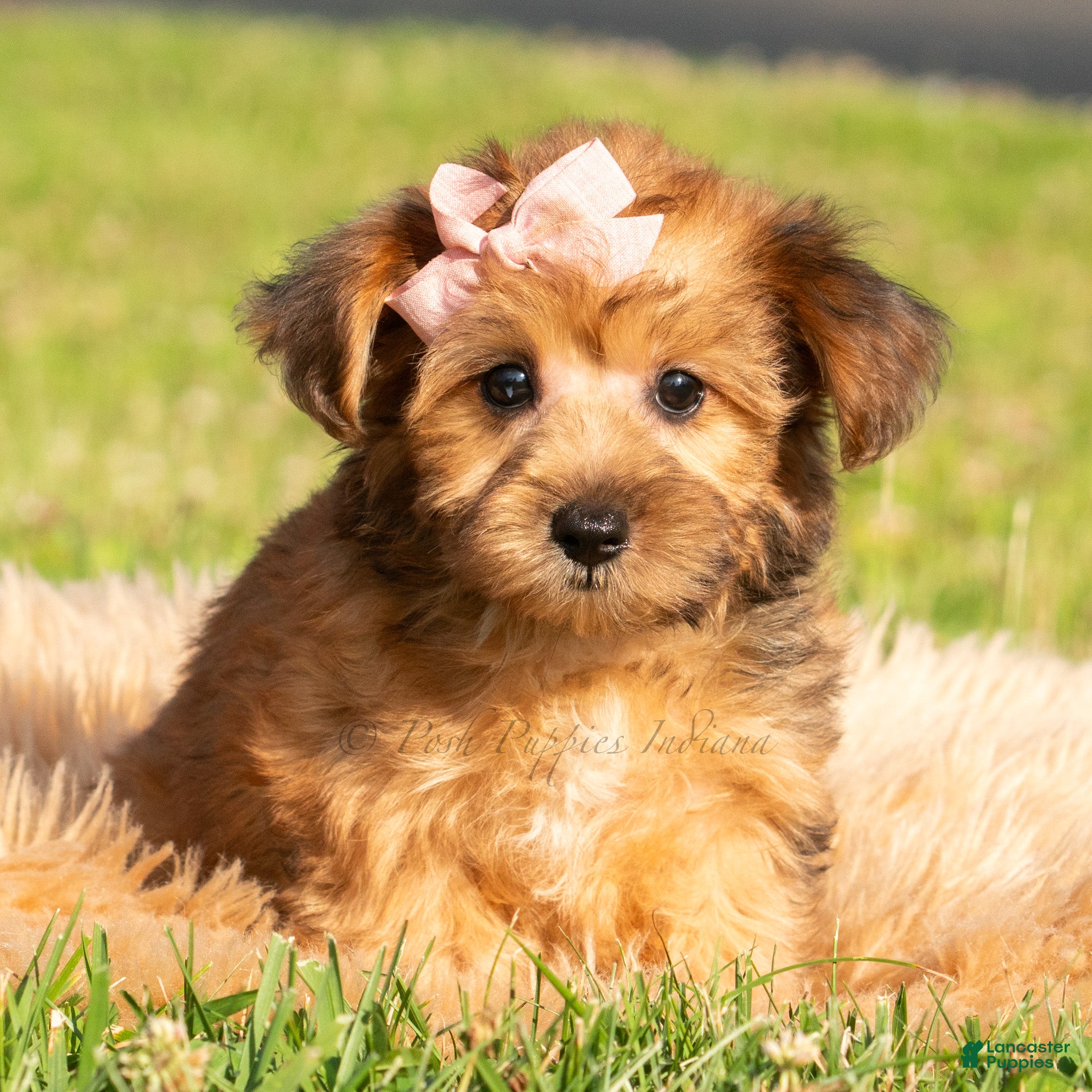 Yorkiepoo dogs Ella - Ad 7