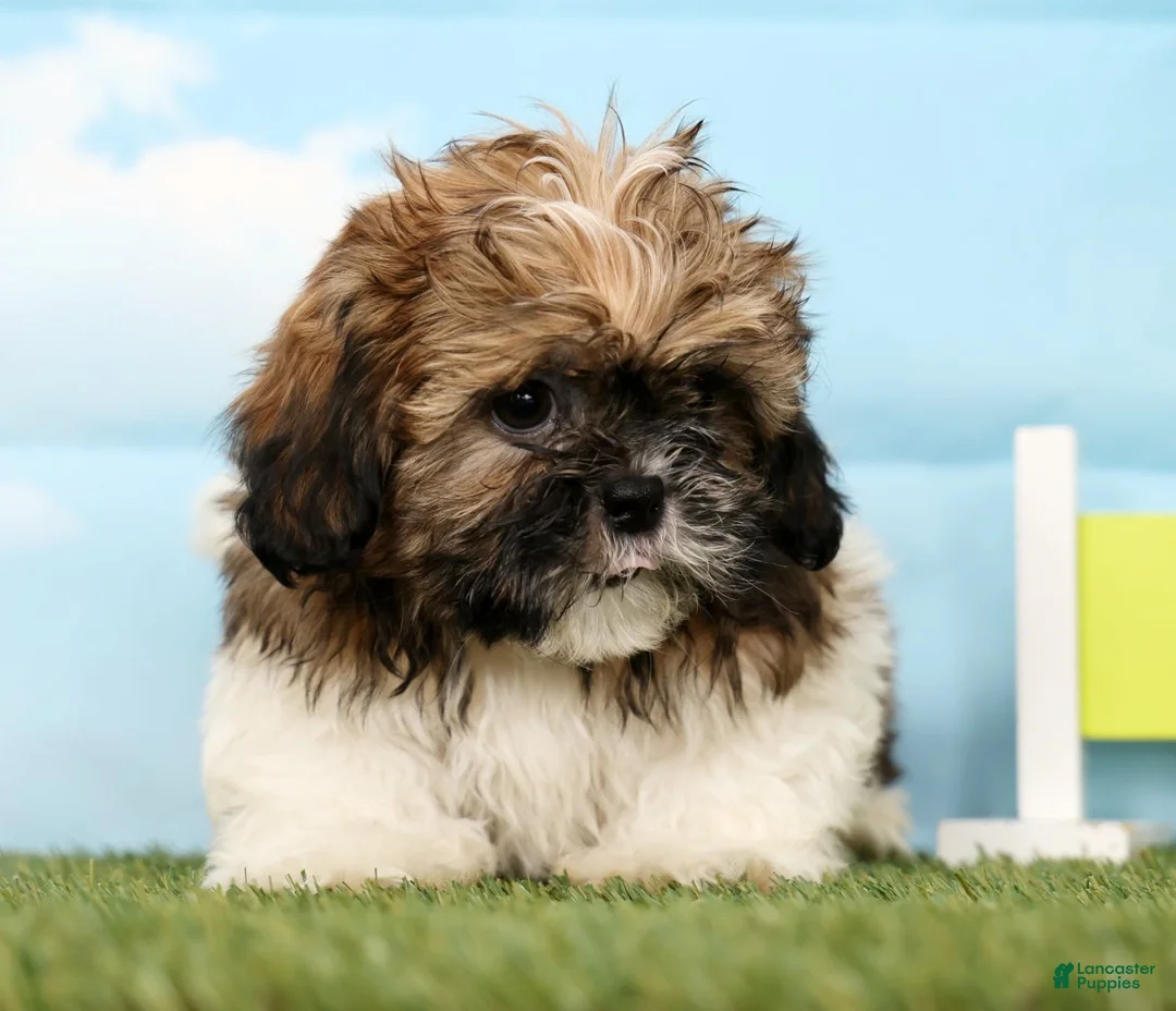 Shih Tzu dogs for sale: Sammy - Ad 3