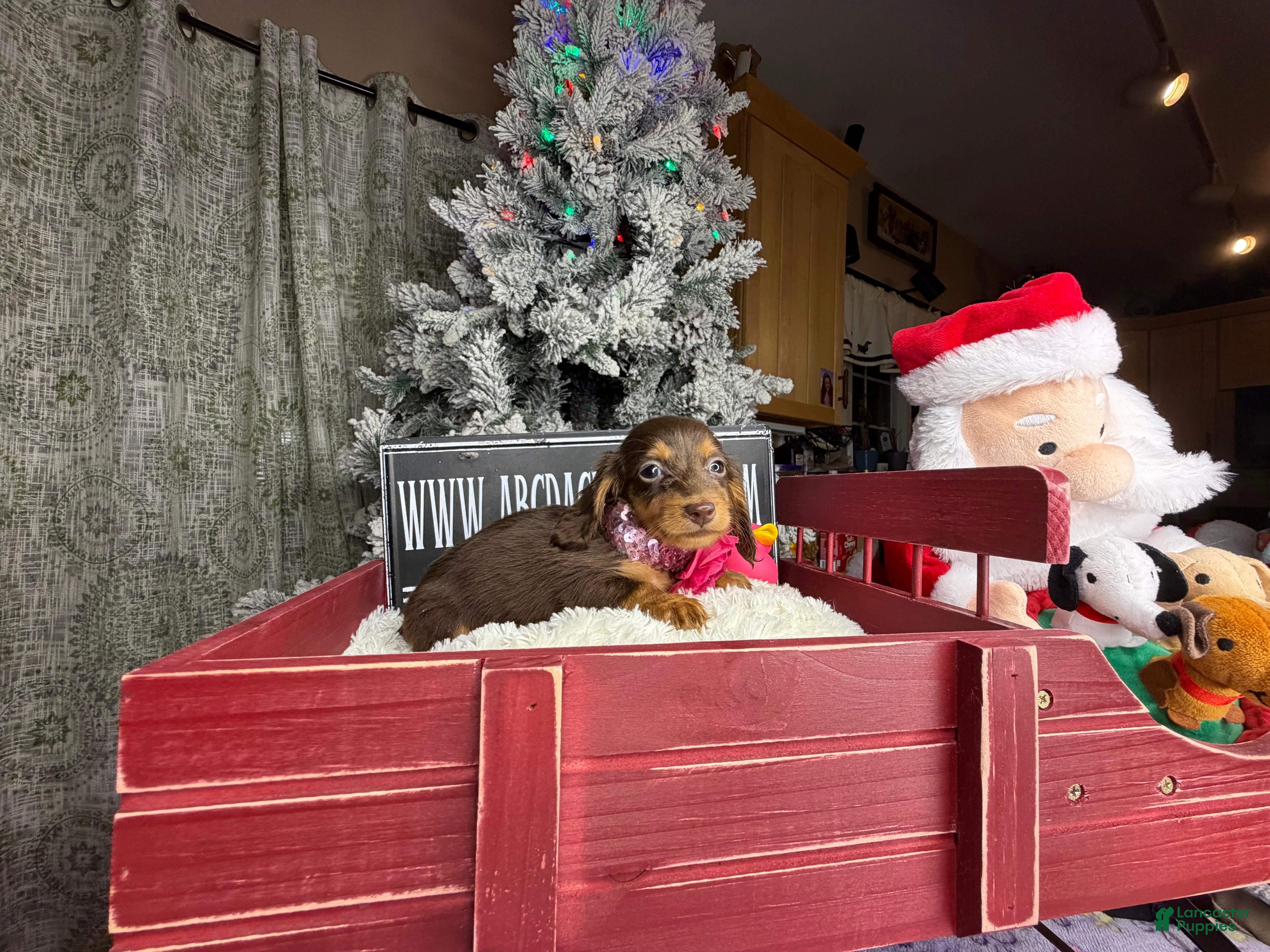 Miniature Dachshund dogs AKC Russian  - Ad 32