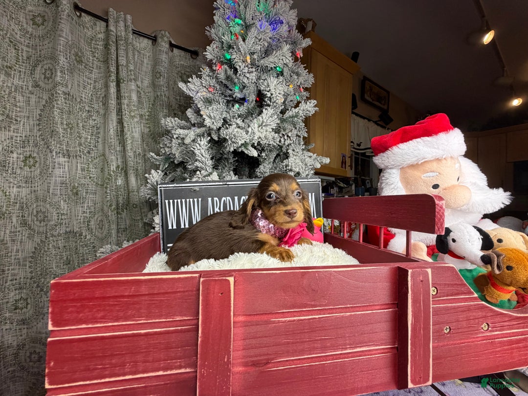 Miniature Dachshund dogs for sale: AKC Russian  - Ad 1