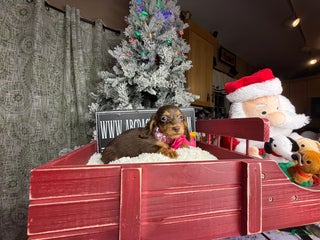 Miniature Dachshund dogs AKC Russian - Ad 8