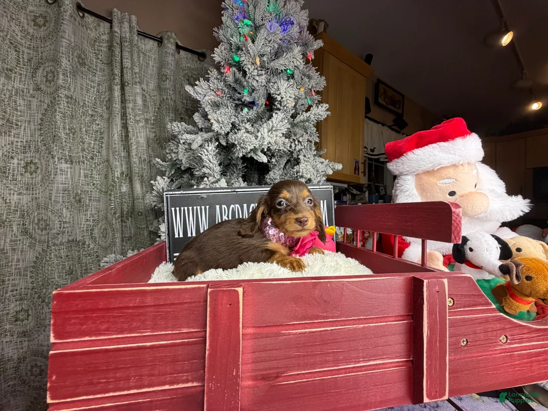 Miniature Dachshund dogs for sale: AKC Russian pra clear - Ad 27