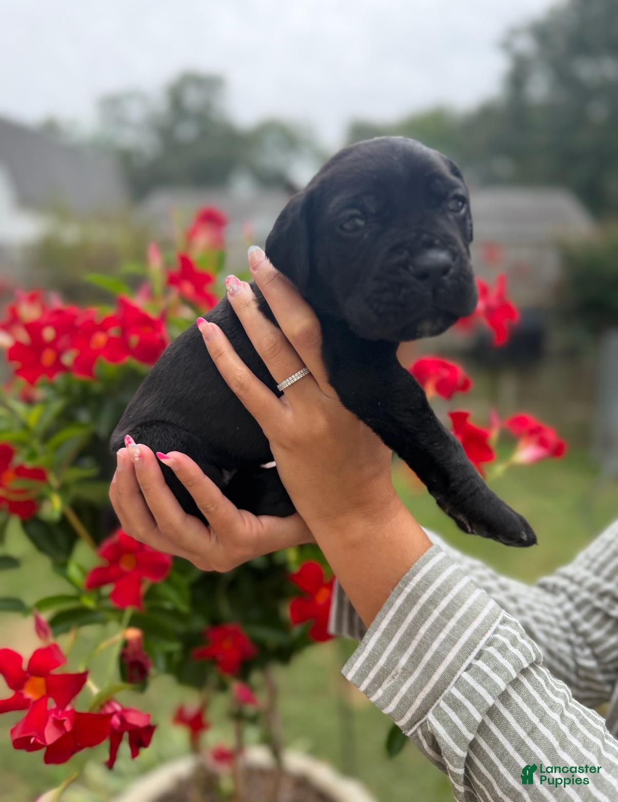Cane Corso dogs Cane Corso (Yellow) - Ad 2