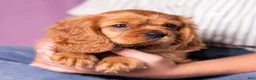 Cavalier King Charles Spaniel dogs for sale: Einstein - Ad 5