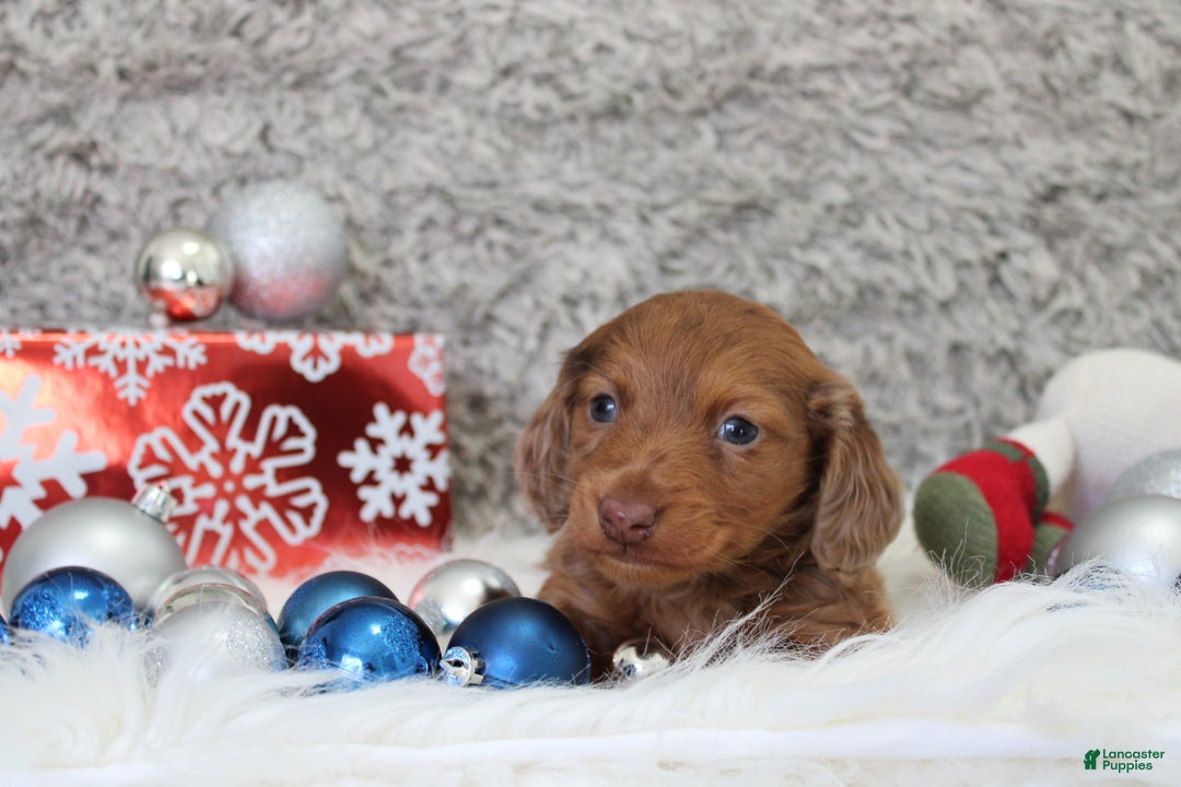 Miniature Dachshund dogs for sale: Shepard - Ad 4