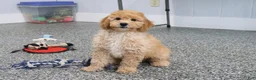 Mini Goldendoodle dogs for sale: Frankie - Ad 2