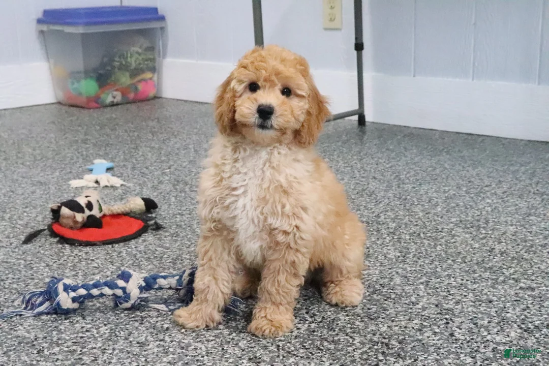 Mini Goldendoodle dogs for sale: Frankie - Ad 2