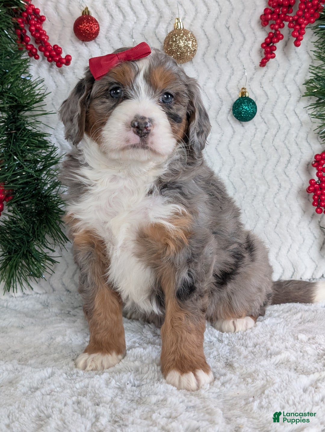 Mini Bernedoodle dogs for sale: Mini Darcy  - Ad 5