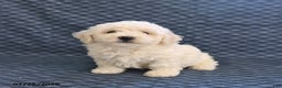 Bichon Frise dogs for sale: Kobe - Ad 1