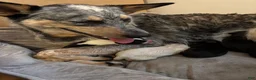 Mixed Breed dogs for sale: Puppy 9 - Ad 3