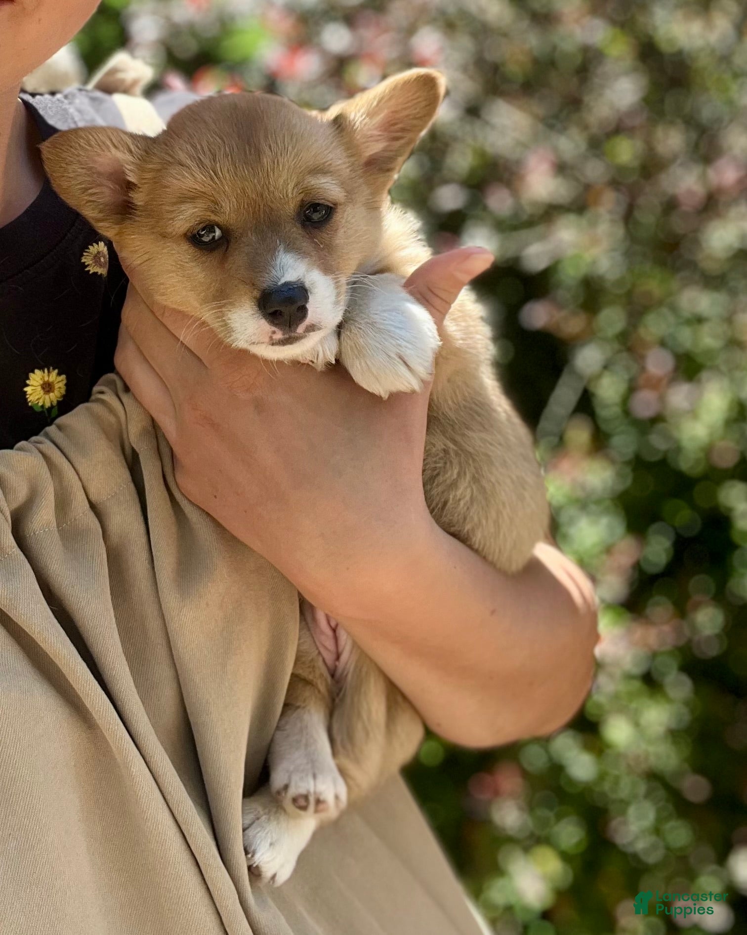Welsh Corgi Pembroke dogs Lucy - Ad 1
