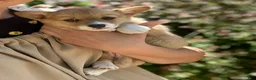 Welsh Corgi Pembroke dogs for sale: Lucy - Ad 4