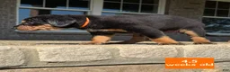 Catahoula Leopard Dog dogs for sale: Orange, Female - Ad 3