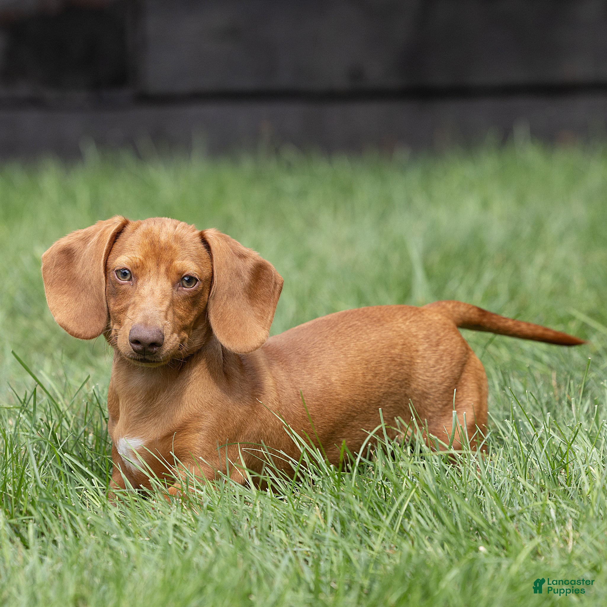 Miniature Dachshund dogs Mylan Miniature Dachshund  - Ad 1
